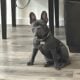 Rehoming Blue French Bulldog