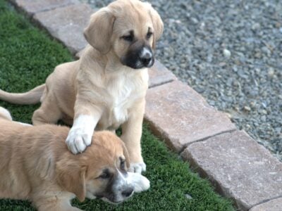 LGD Puppies – Anatolian Shepard & Great Pyranees