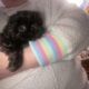 Shih Tzu Pups Available after March 3rd