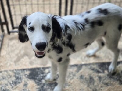 Rare Long Coat Dalmatians