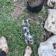 Blue (Silver) & Tan Dapple F Miniature Dachshund