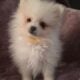 Yellow – Eowyn AKC Registered