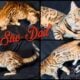 Purebred Bengal KITTENS (light gold eyes)