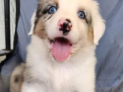 Australian Shepherd Puppies