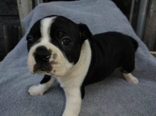 Boston terrier puppies getting ready for their for