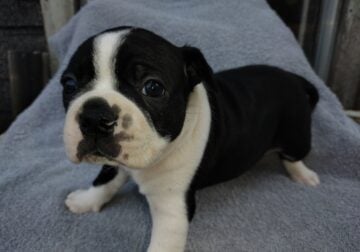 Boston terrier puppies getting ready for their for