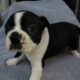 Boston terrier puppies getting ready for their for