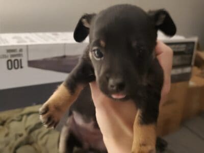 Puppie