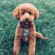 Scout —F1 Mini English Goldendoodle