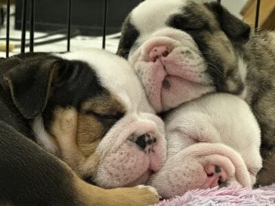 3 beautiful English bulldog puppies needs rehoming