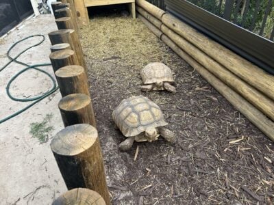 Tortoises