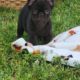 Franch bull dog puppies
