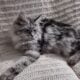 Female Maine Coon Silver