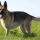 Request for a specific type of dog