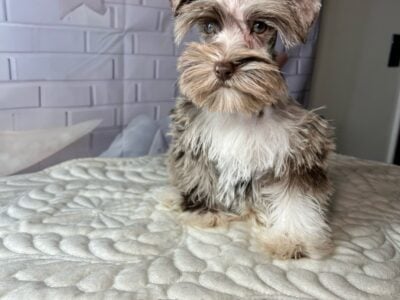 Mini schnauzers
