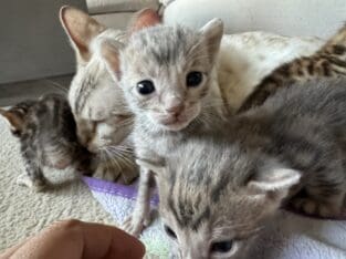 Bengal kittens