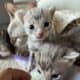 Bengal kittens