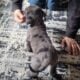 WailerDane puppies