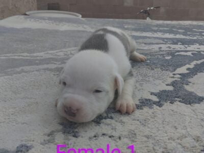 Pitbull Puppies