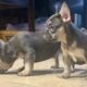 Frechie puppies