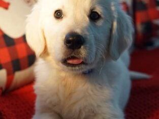 English Cream Golden Retriever