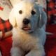 English Cream Golden Retriever