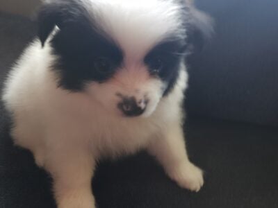Pomeranian Female Puppies