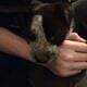 Boxer heeler mix pup 4
