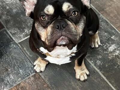 Frenchies for sale great Christmas gift