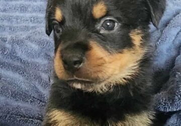 Rottweiler Puppies