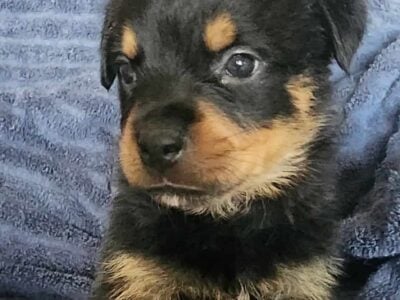 Rottweiler Puppies