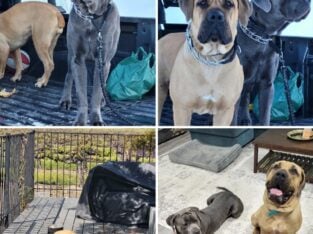 Cane Corso/Boerboel puppies for sale