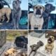Cane Corso/Boerboel puppies for sale