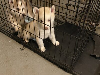 Siberian Husky puppies full breed