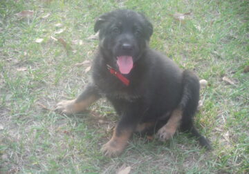 German shepherd puppies