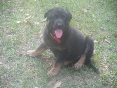German shepherd puppies