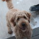 Scout —F1 Mini English Goldendoodle