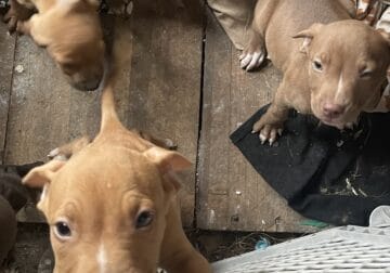 pit bull puppies