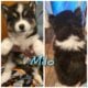 Siberian husky puppies