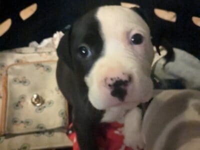 Purebred pitt puppies ready now!!