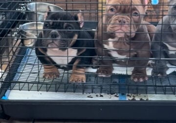 Exotic Bullies