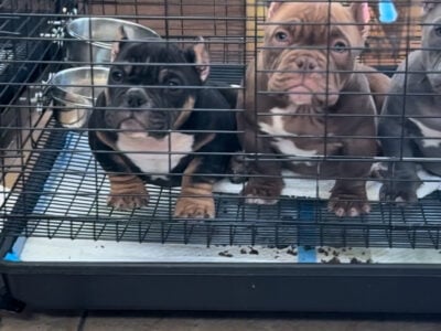 Exotic Bullies