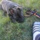 AMERICAN BULLY FOR SALE , boy, shots, papers 6 mth