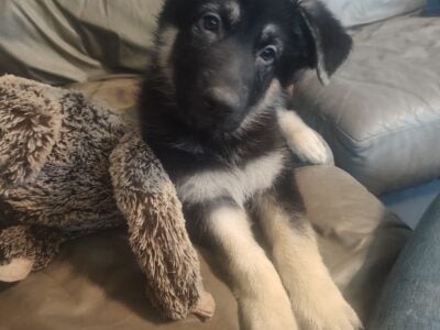 AKC German Shepherd Puppies