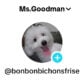 Bichon Frise