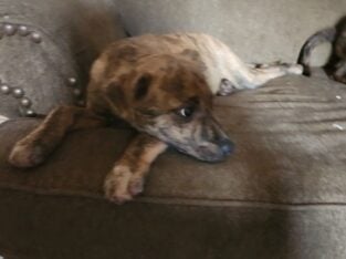 Puppies