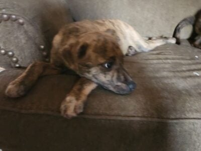 Puppies