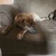 Puppies
