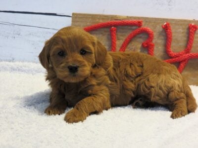 Mini F1b Goldendoodles