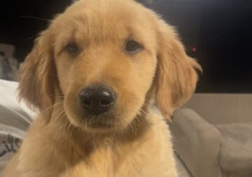 Golden retriever puppies